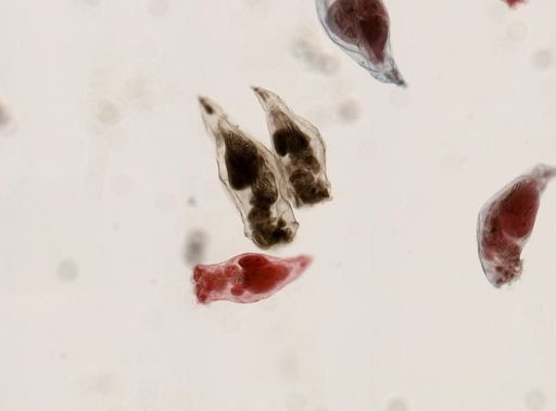 Epiphanes senta