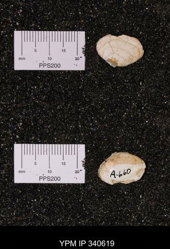 Corbicula sp.