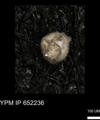 undet. Foraminiferida