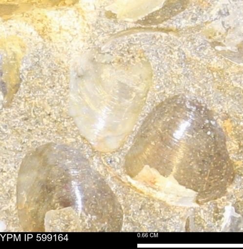Cucullaea (Idonearca) neglecta