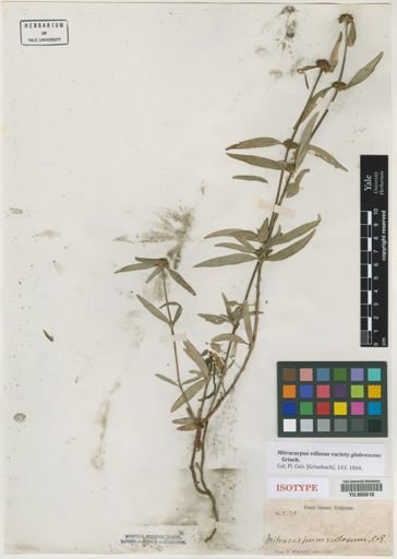 Mitracarpus villosus