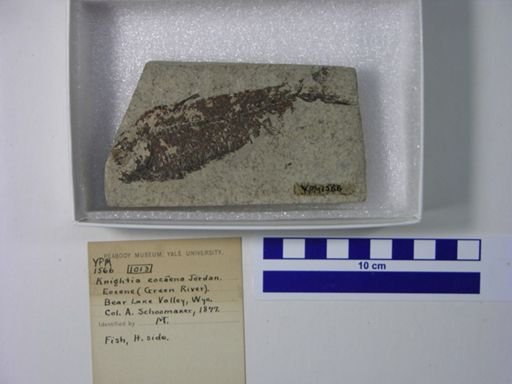 Knightia eocaena