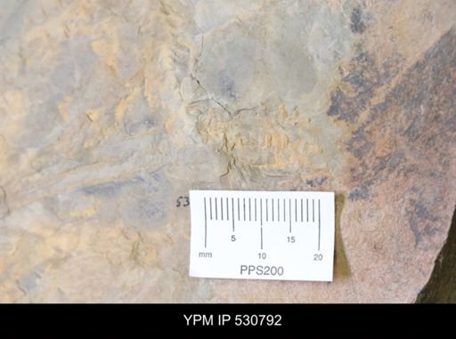 Stylophora?