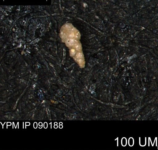 Verneuilinoides kansasensis