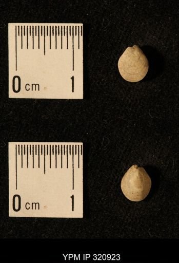 Dielasma elongatum