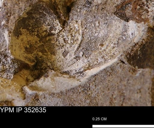 undet. Bivalvia