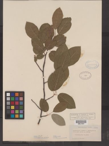 Amelanchier canadensis