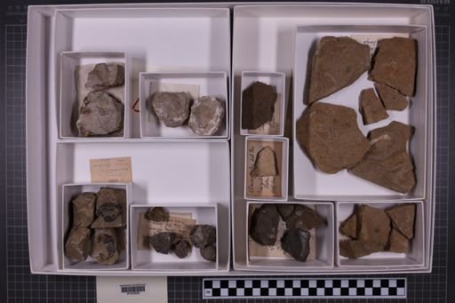 mixed taxa, stratigraphic collection