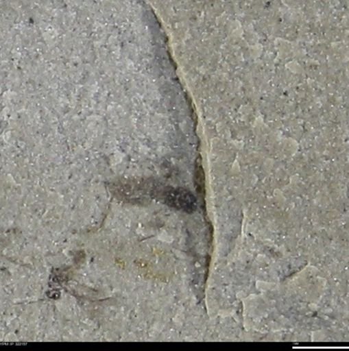 undet. Insecta