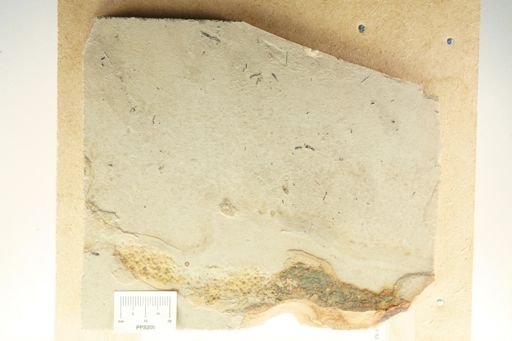 undet. Staphylinidae