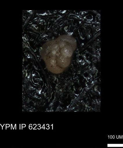 undet. Foraminiferida