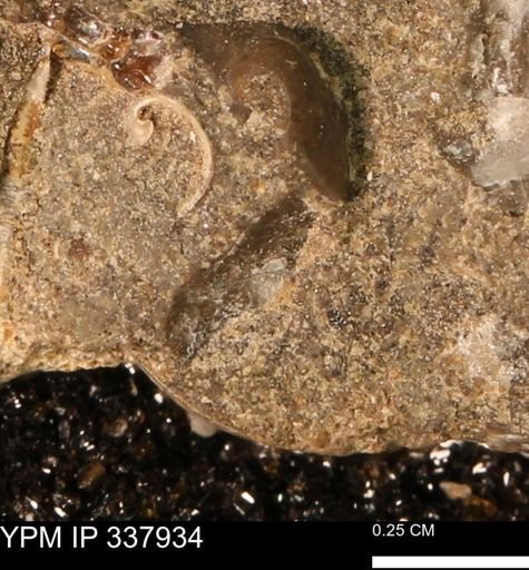 undet. Mollusca