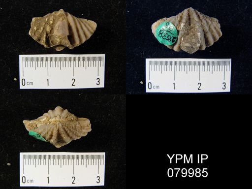 Megakozlowskiella perlamellosa