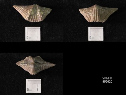 Platystrophia acutilirata