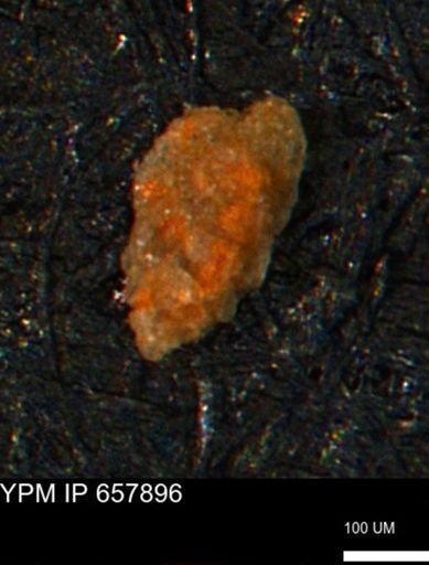 Foraminiferida