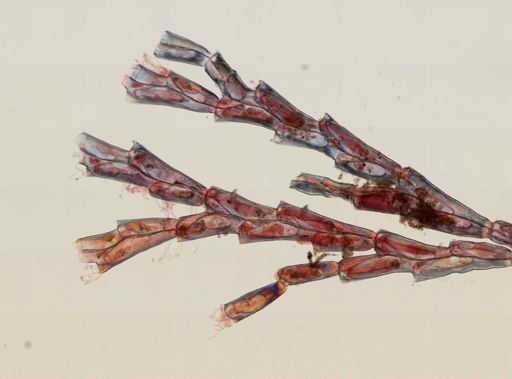 Bugula
