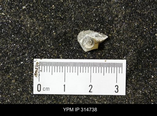 undet. Scaphitidae