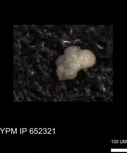 undet. Foraminiferida