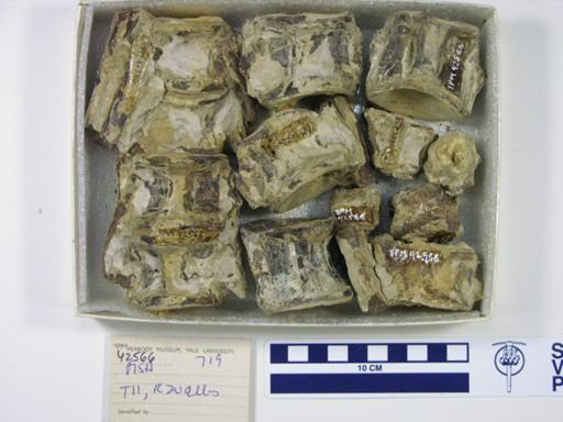 Xiphactinus sp.