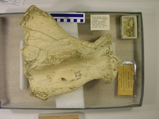 Teleoceras fossiger