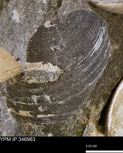 Limopsis striatopunctatus