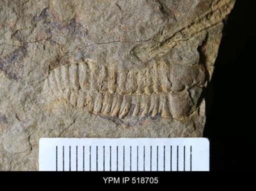 undet. Calymenidae