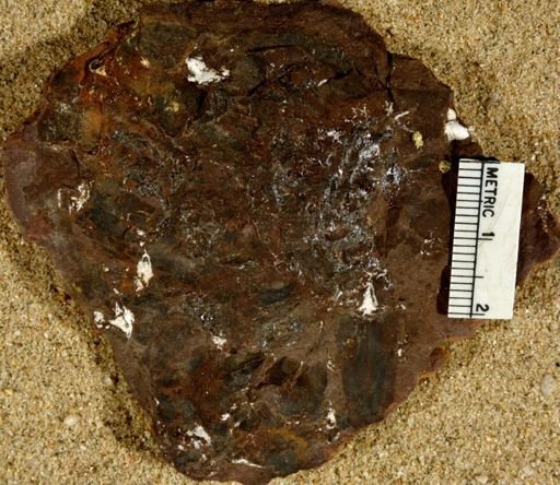 Lepidostrobus sp.
