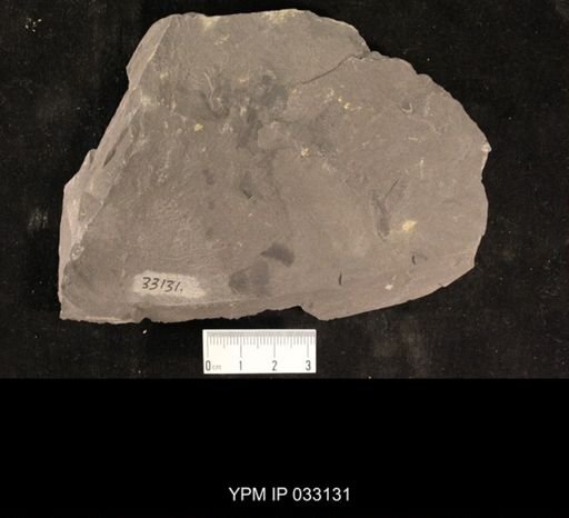 Mormolucoides articulatus