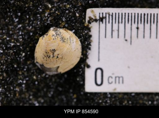 Limopsis striatopunctatus