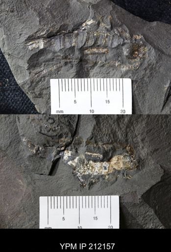 Palaeobuthus distinctus