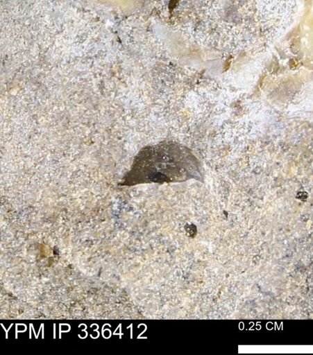 undet. Mollusca
