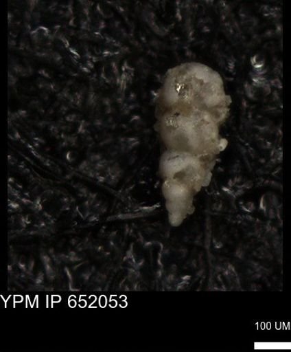 undet. Heterohelicidae
