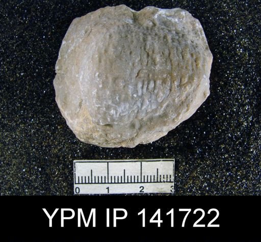 Juresania sp.