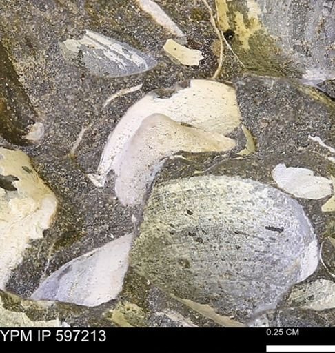Limopsis striatopunctatus