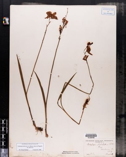 Plantae
