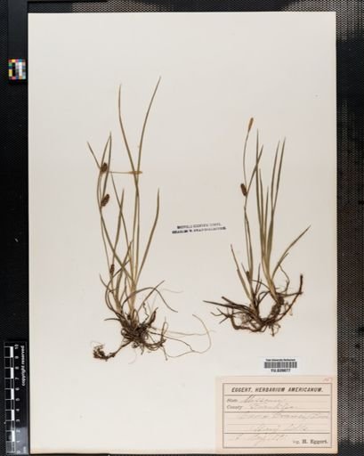 Carex