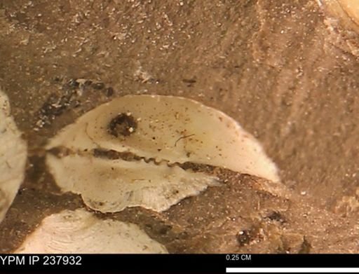 Limopsis striatopunctatus