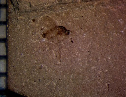 undet. Insecta