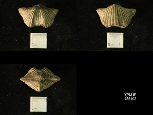 Platystrophia acutilirata