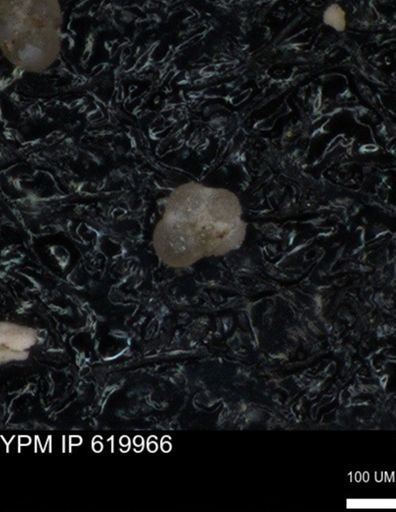 undet. Rugoglobigerinidae