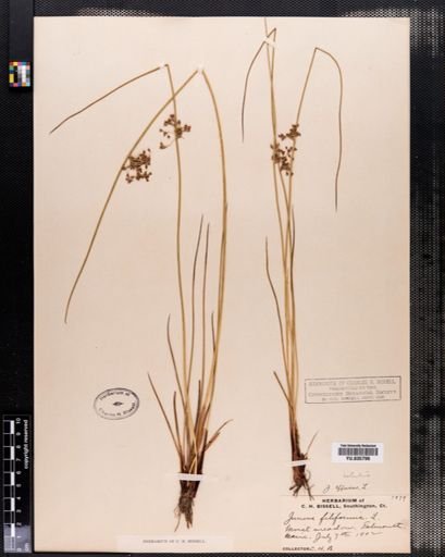 Juncus effusus