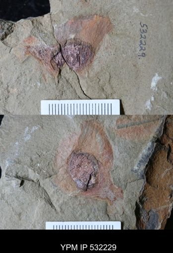 undet. Porifera