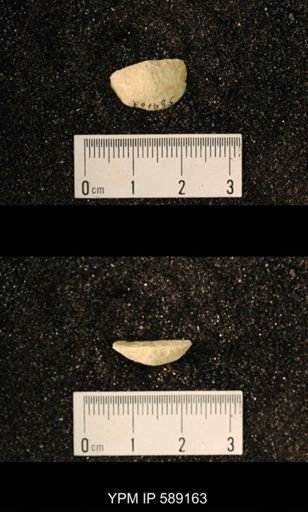 Sowerbyella sp.