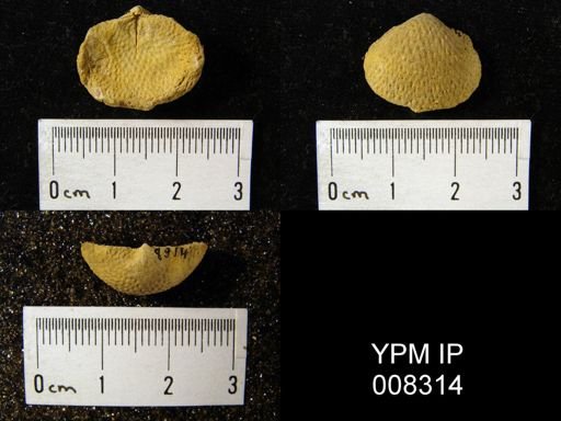 Strophalosia excavata