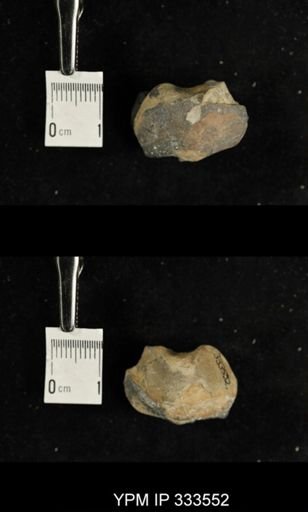 Orthida?