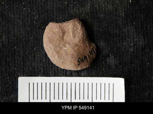 undet. Ammonoidea