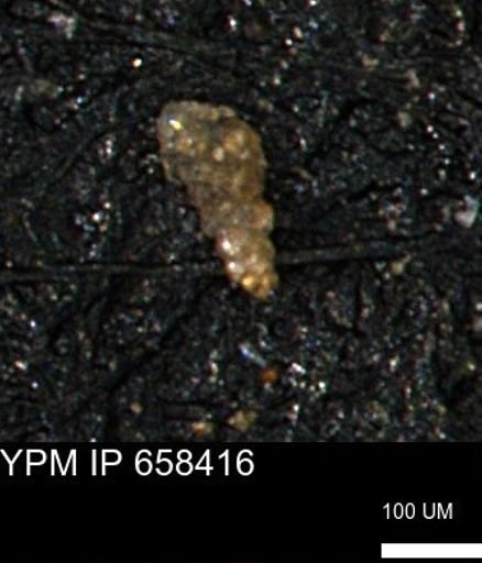 Verneuilinoides kansasensis