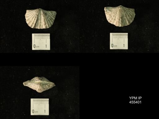 Platystrophia clarksvillensis