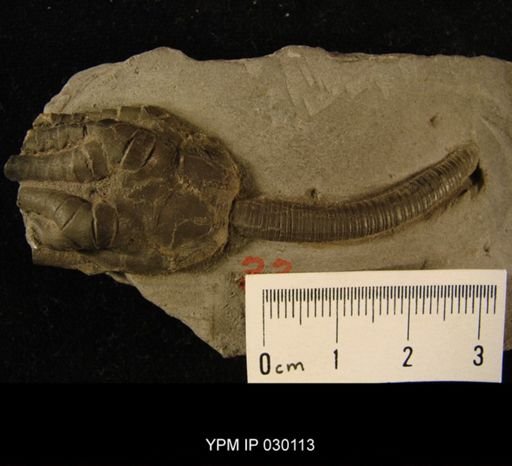Scytalocrinus robustus