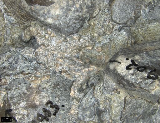 Aplocoma damesii